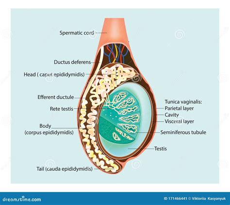 synonyme testicule